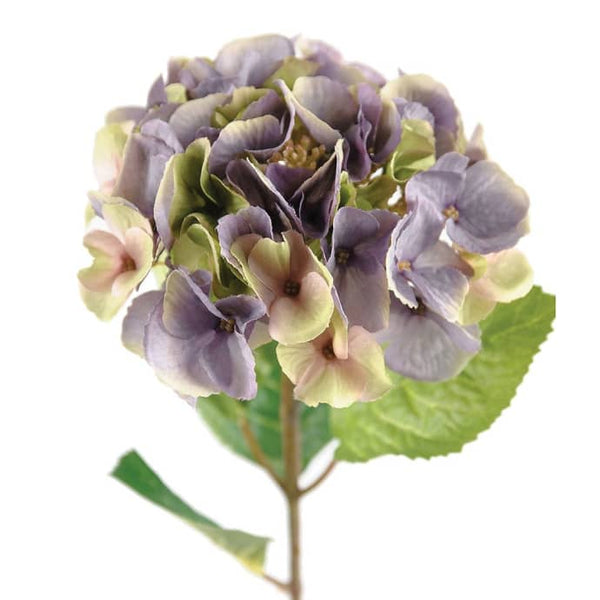 Hortensia - Mauve