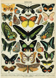 Papillons Butterfly Poster Print