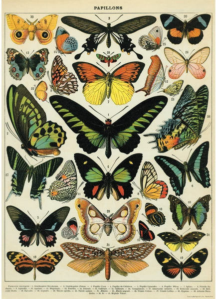 Papillons Butterfly Poster Print