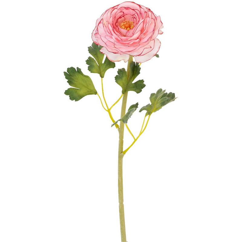 Ranunculus Flower - Light Pink